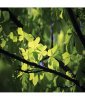 Аерозоль Spring Air® Green Forest — Зелений ліс 250 мл: свіжість лісу у вашому приміщенні