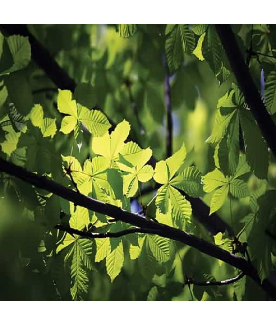 Аерозоль Spring Air® Green Forest — Зелений ліс 250 мл: свіжість лісу у вашому приміщенні