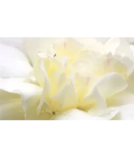 White Flower — Білі квіти — аерозоль Spring Air 250 мл 