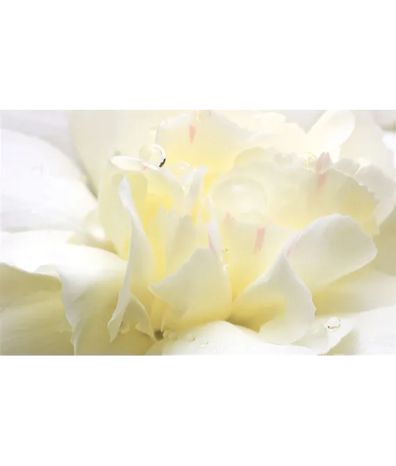 Ароматизатор повітря Spring Air White Flower (Біла Квітка) 250 мл