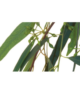 Eucalyptus - Евкаліпт - аерозоль Spring Air 250 мл 