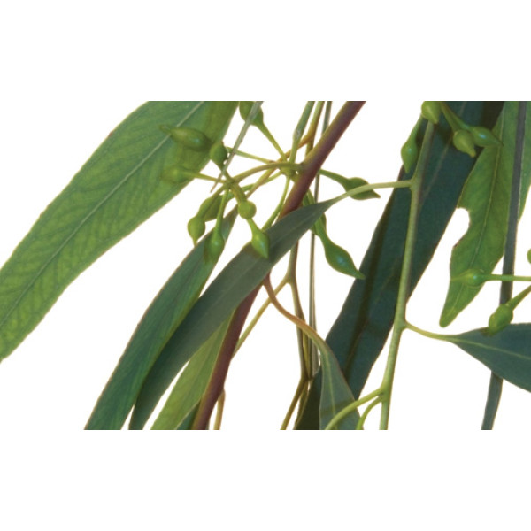 Eucalyptus - Евкаліпт - аерозоль Spring Air 250 мл 