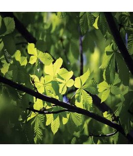 Green Forest – Зелений ліс - аерозоль Spring Air 250 мл
