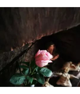 Rose Oud Wood - аерозоль Spring Air 250 мл 