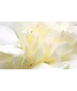 White Flower — Білі квіти — аерозоль Spring Air 250 мл 