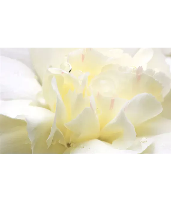 Ароматизатор повітря Spring Air White Flower (Біла Квітка) 250 мл
