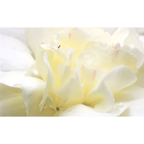 White Flower — Білі квіти — аерозоль Spring Air 250 мл 