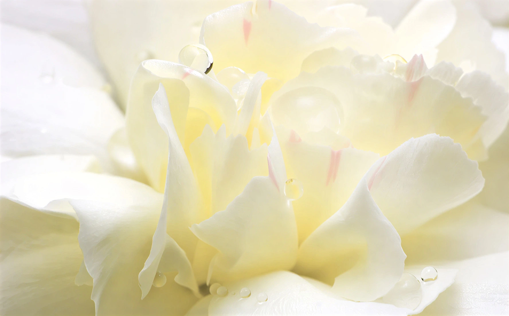 ароматизатор White Flower - Белые цветы Spring Air®