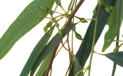 ароматизатор Eucalyptus Spring Air®