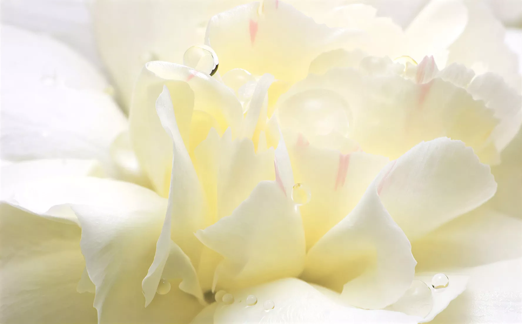 ароматизатор White Flower - Белые цветы Spring Air®